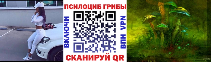 закладки  Гвардейск  Псилоцибиновые грибы Psilocybe 